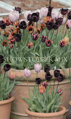 Grandiflora Tulpanmix Showstopper -Förbeställning