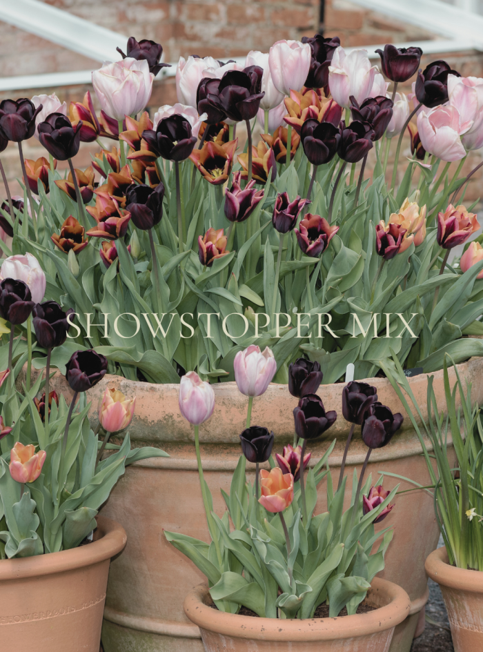 SHOWSTOPPER MIX