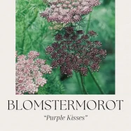 blomstermorot-1.webp
