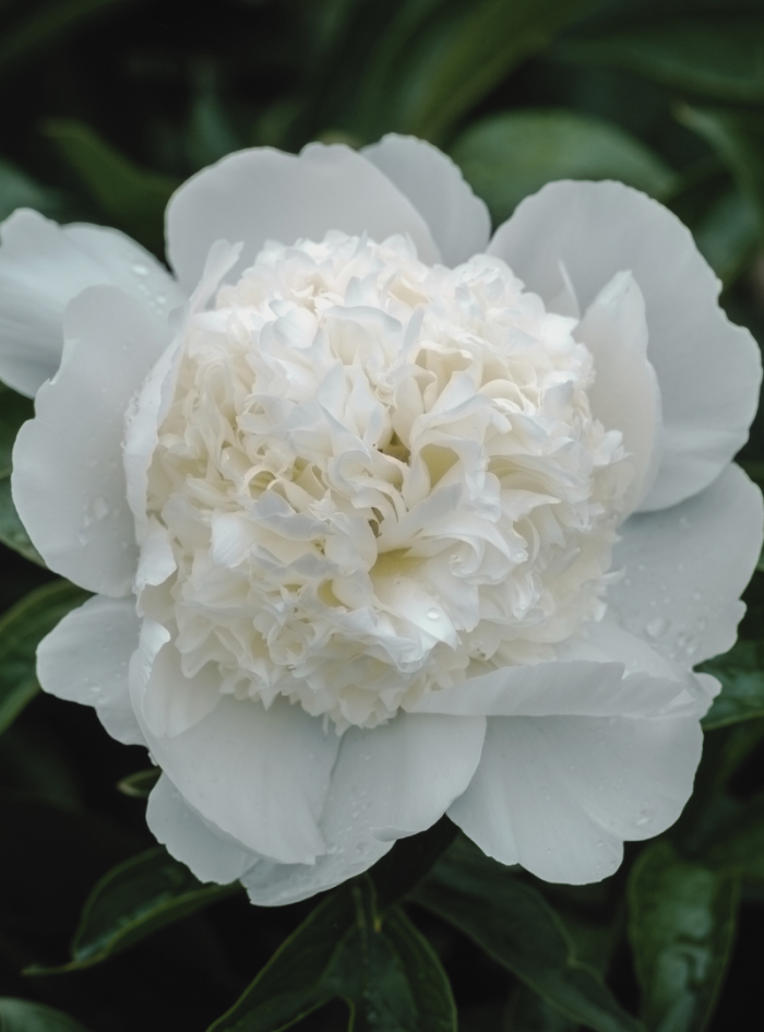 bowl-of-creme-omslag.png