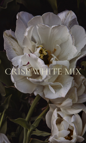 Grandiflora Crisp White Mix -Förbeställning