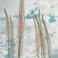 eremurus-romance.png