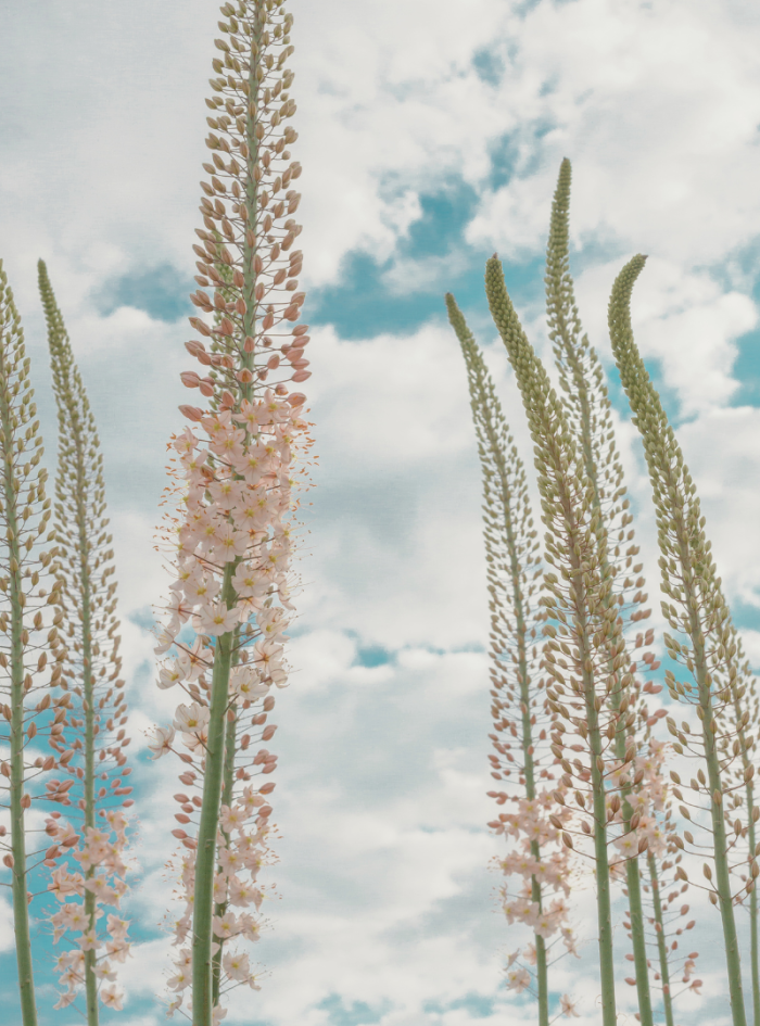 eremurus-romance.png