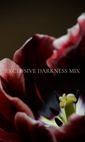 Grandiflora Exclusive Darkness Mix -Förbeställning