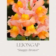 snappy-bronze-1.webp