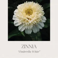 zinnia-zinderella-white.webp