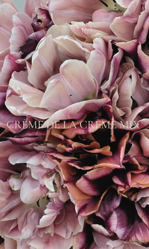 Grandiflora Crème de la Crème Mix (Nyhet) – Förhandsbeställning