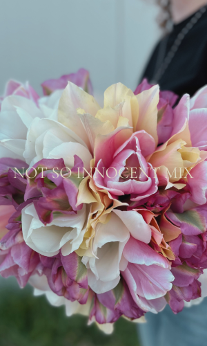 Grandiflora Not So Innocent Mix (Nyhet) – Förhandsbeställning