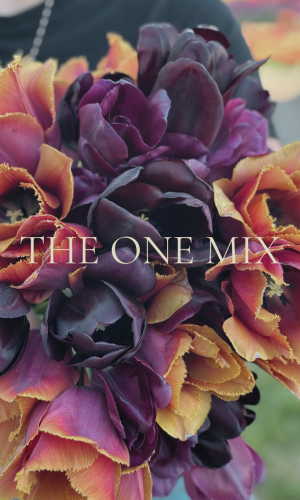 Grandiflora The One Mix (Nyhet) - Förhandsbeställning