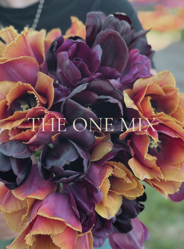 the one tulpanmix för webb